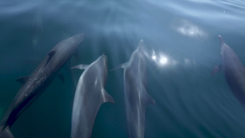 A group of bottlenose dolphins traveling just under the surface
